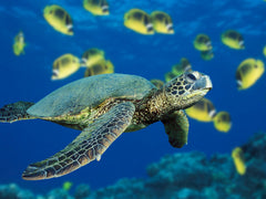 Turtle Picture